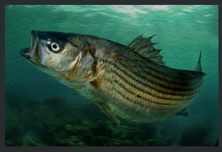 chesapeake-bay-rockfish-prints-for-sale-online-on-the-rocks.png