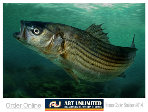 chesapeake-bay-rockfish-prints-for-sale-online.png