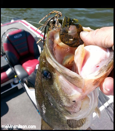 Upper-Chesapeake-Bay-Most-Popular-Largemouth-Bass-Destination-In-Maryland.png