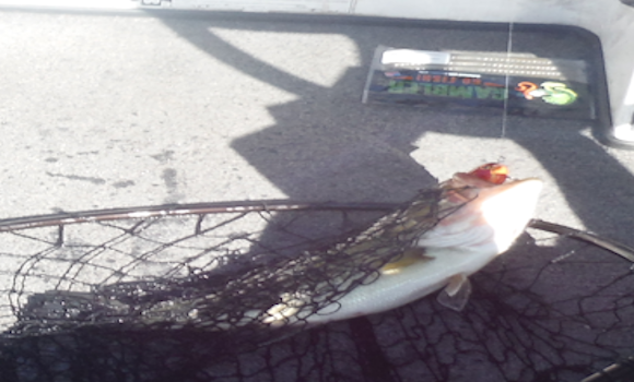 potomac-river-bass-fishing-report-4-11-15-b.png