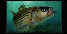chesapeake-bay-rockfish-prints-for-sale-online-small.png