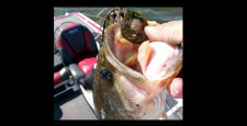 Upper-Chesapeake-Bay-Most-Popular-Largemouth-Bass-Destination-In-Maryland-picture.png