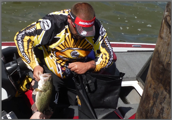 chesapeake-bay-bass-fishing-report-5-bass-25-pounds-b.png