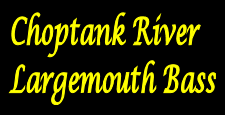 choptank-river-largemouth-bass.png