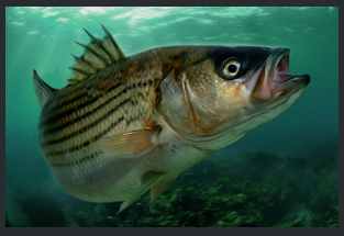 chesapeake-bay-rockfish-prints-for-sale-online-rock-solid.png