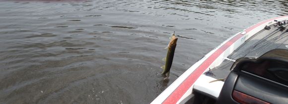 pocomoke-river-bass-fishing-report-august-9th-2014-fish.jpg